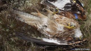 Red kite