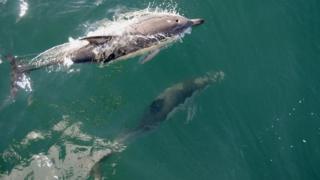 Dolphins swimming in the sea.
