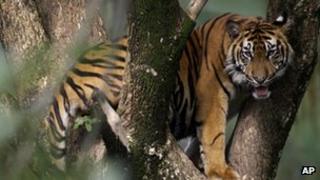 Sumatran tiger