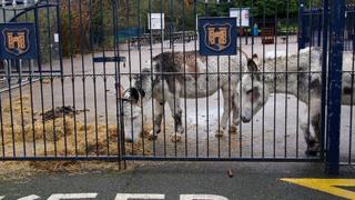 The donkeys were kept at Little Heath Primary School