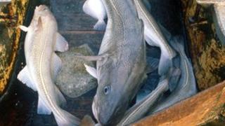 Cod