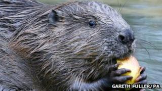 Beaver