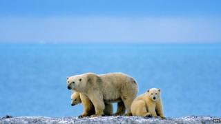 polar bears and water