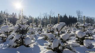 Hunt for the prefect Xmas tree could soon be at an end