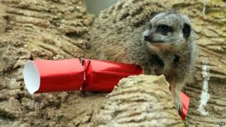 Meerkat with Christmas cracker