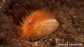 Creachan-teine