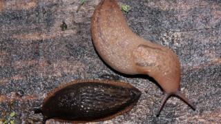 Slugs on allotment