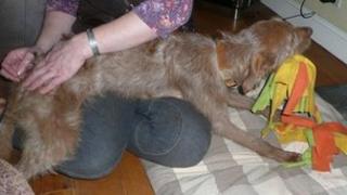 Humbug the lurcher