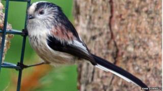 Long-tailed Tit in Andreas