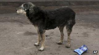 Street dog