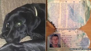 Buster the puppy and the chewed passport