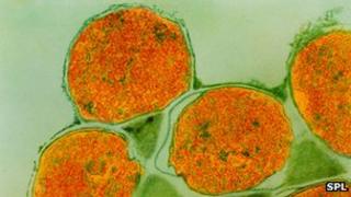 Leprosy bacteria