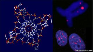 A representation of the four-stranded structure (L) and fluorescent markers reveal its presence inside cells (R)