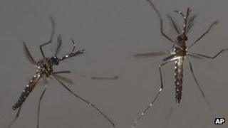 ГМ самцы комаров