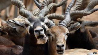File photo of black bucks in an Indian zoo