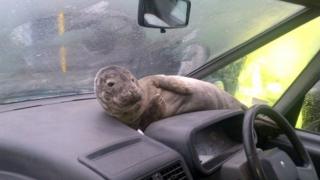 Smartie the seal