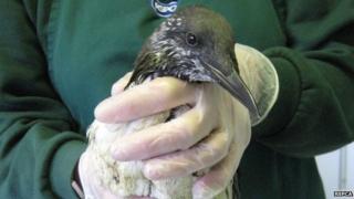 Seabird which has been treated after being covered in the oil.