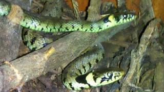 Jack and Joe the grass snakes