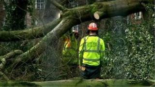 Tree felling in Alexandra Park, Whalley Range