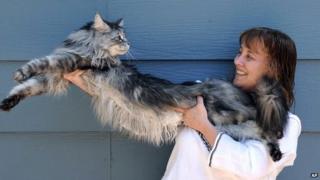 Robin Henderson stretches out her Maine Coon cat Stewie 1 July 2009