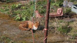 Urban fox in allotment