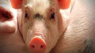 Pigs on farm