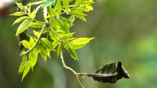Ash tree