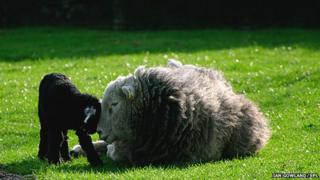 Sheep