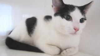 Maple the cat