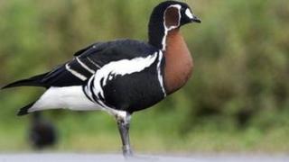 Red-breasted goose