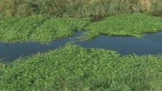 Floating pennywort