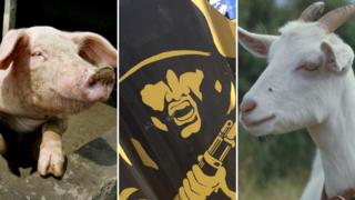 Pig, target, goat