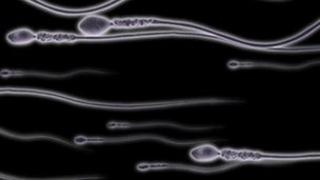 sperm
