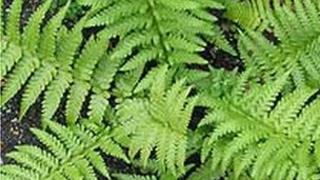 Ferns