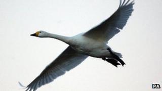 Bewick's swan