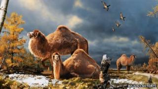 Illustration of Ellesmere camel