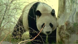 Male panda Yang Guang