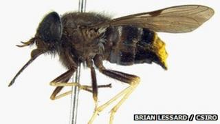Scaptia beyonceae