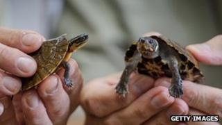 Seized turtles