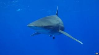 Oceanic Whitetip (2006)