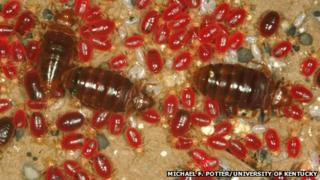 Bed bugs 'dodge insecticides' with molecular tricks - BBC News