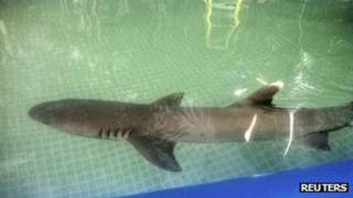 Peta handout of white-tipped shark, file pic