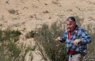 An Israeli man walks through a swarm of locusts in Kmehin, in the Negev desert, on the border with Egypt