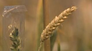 Crops at the John Innes Centre in Norwich