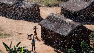 Swarm of locusts in Madagascar