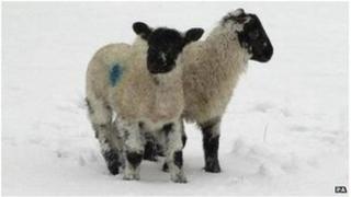Defaid yn yr eira