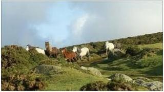 Pryder am ferlynod mynydd ym Mlaenau Gwent