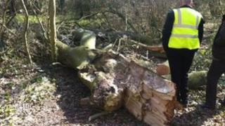 Fallen tree at Rotten Corner