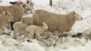 Sheep in the snow