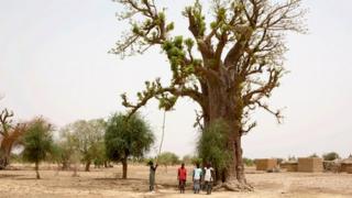 A baobab tree